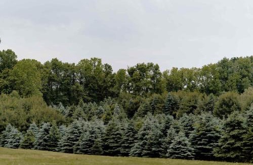 Benton Harbor House | Christmas Tree Farm - Evergreen Escape