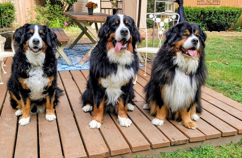 Harbert Cottage | Charming Dog-Friendly Cottage in Sawyer Near Lake Michigan Beaches & Wine Trail