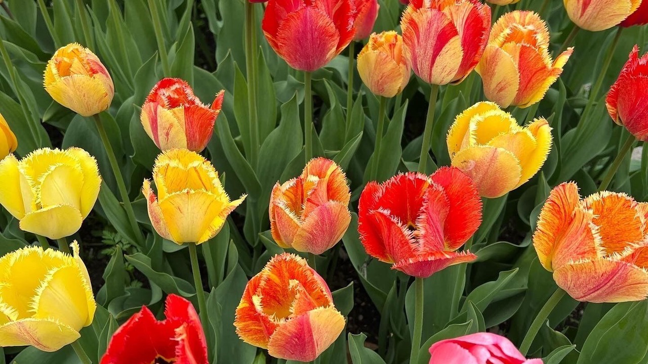 Photo of Outdoor in Holland