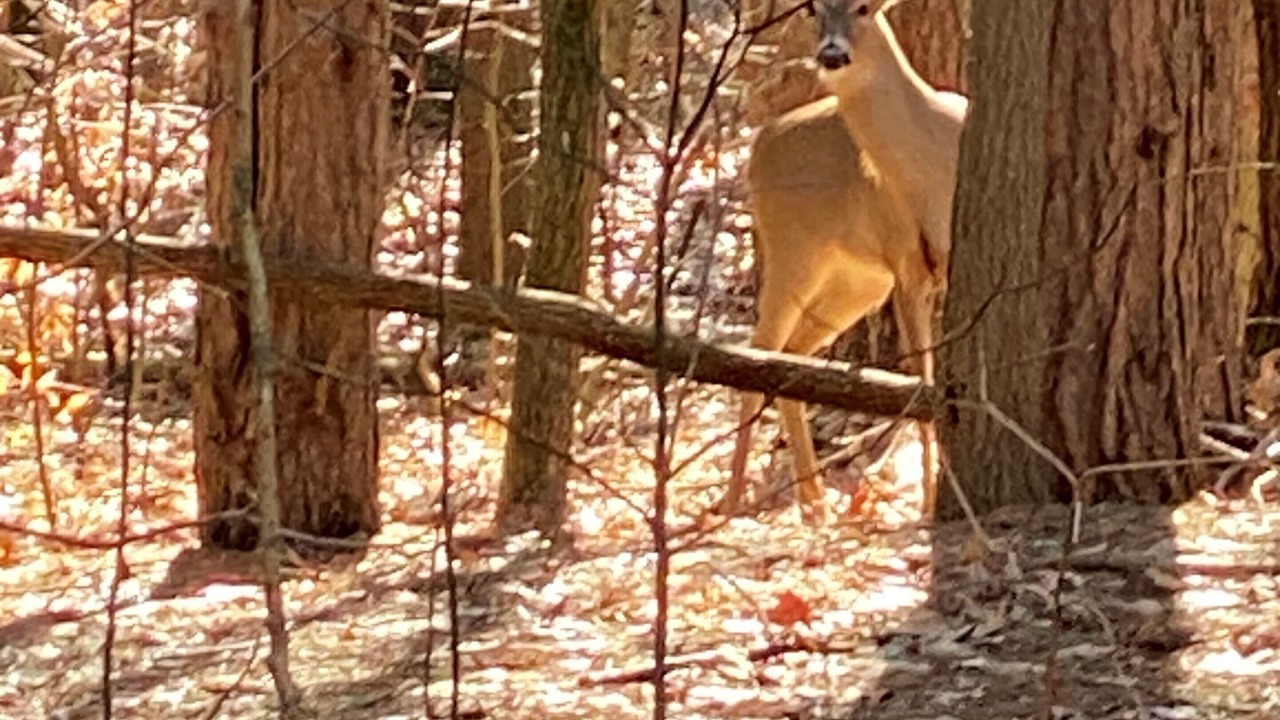 Photo of Others in Shorewood-Tower Hills-Harbert