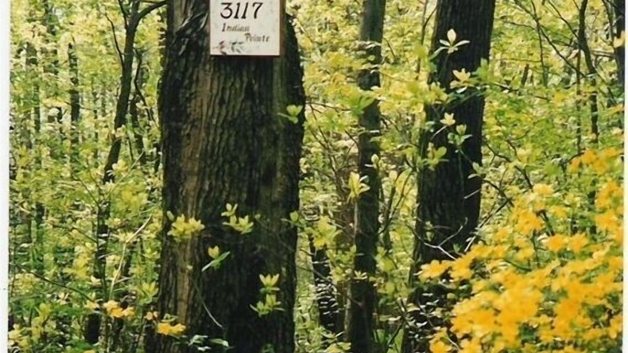 Photo of Others in Saugatuck