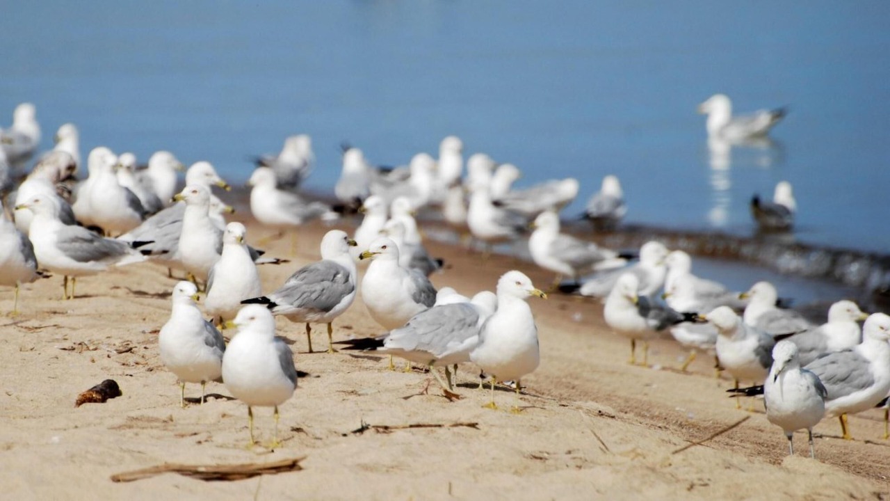 Photo of Others in New Buffalo