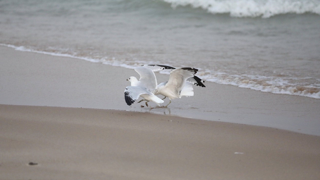 Photo of Others in South Haven